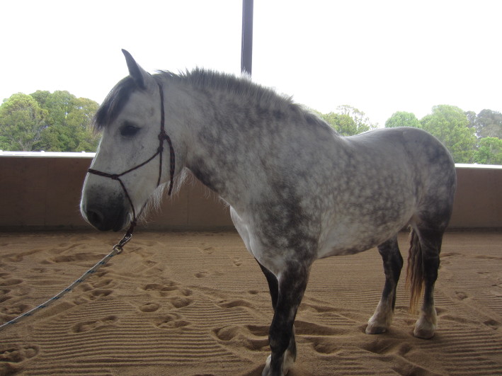 Gypsy sm
